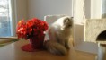 /album/fotogaleria-honey-of-earl-bohemia/a006-jpg2/